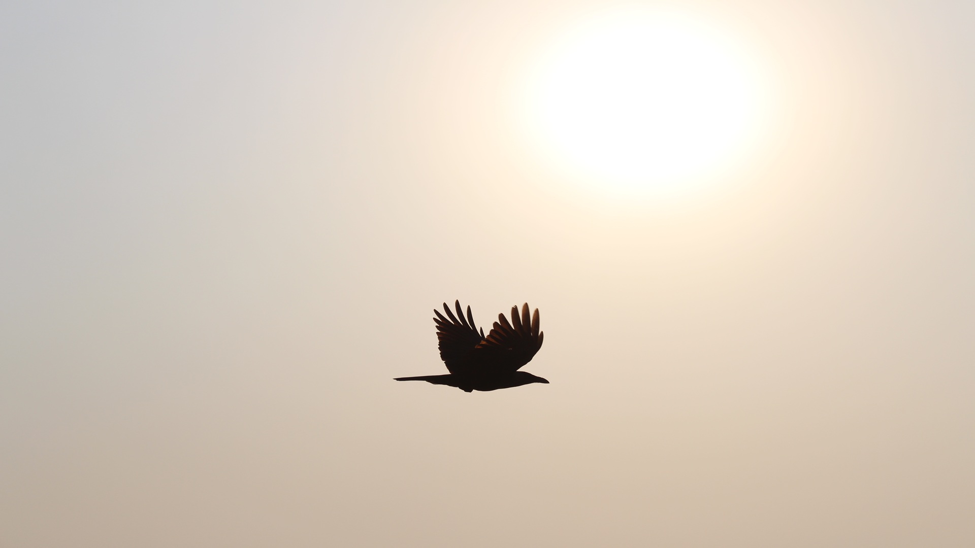 a bird is flying so high in the sky, looks like very close to the sun